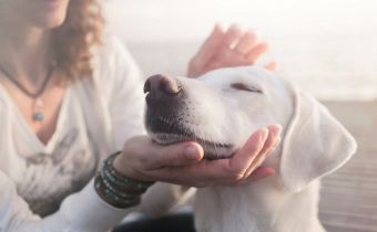 Initiation au Reiki Animal